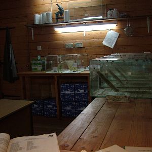 Partula snail breeding room at Bristol 19/12/09