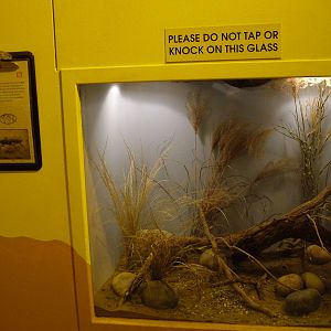 Jewel Wasp exhibit at Bristol 19/12/09