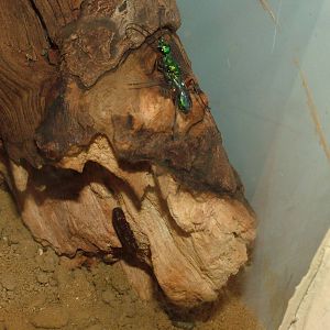 Jewel Wasp at Bristol 19/12/09