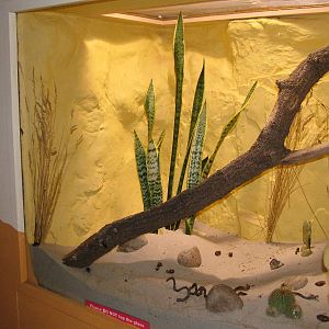 Pinacante Beetle exhibit at Bristol 19/12/09