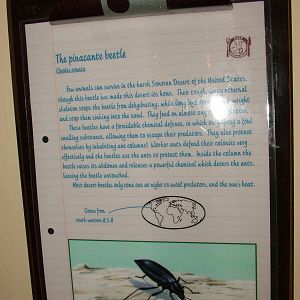 Labelling in Bug World at Bristol 19/12/09