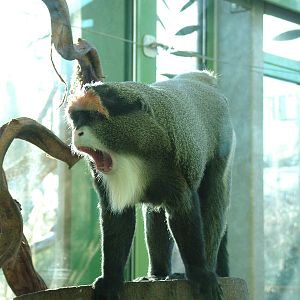 DeBrazza's Guenon at Bristol 19/12/09