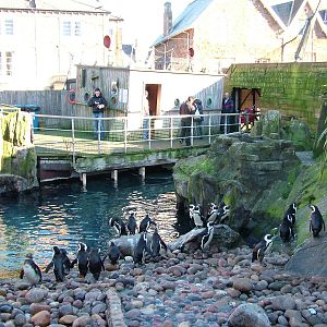 Penguin exhibit at Bristol 19/12/09