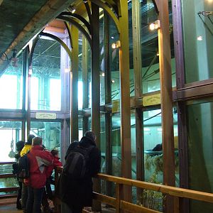 Gorilla indoor viewing at Bristol 19/12/09