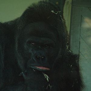 Western Lowland Gorilla at Bristol 19/12/09