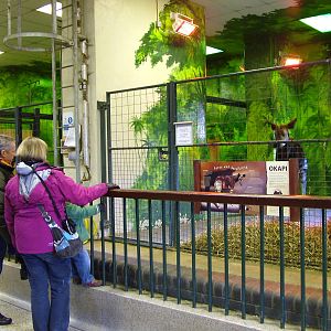 Okapi indoor viewing at Bristol 19/12/09