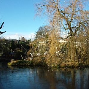 Pelican on the main lake at Bristol 19/12/09