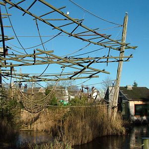 Agile Gibbon enclosure at Bristol 19/12/09