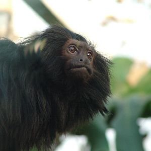 Black Lion Tamarin at Bristol 19/12/09
