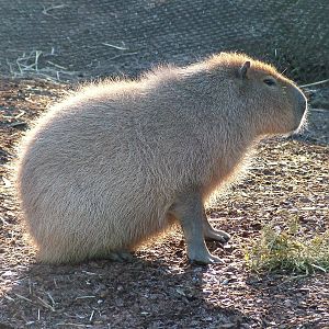 Capybara at Bristol 19/12/09