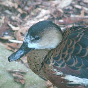 East Indian Wandering Whistling Duck at Bristol 19/12/09