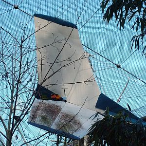 Lorikeet aviary at Bristol 19/12/09