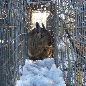 Mountain Viscacha