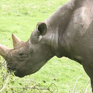 Black rhinoceros; Port Lympne; 4th May 2008