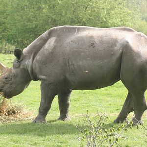 Black rhinoceros; Port Lympne; 4th May 2008