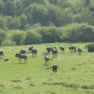 Wildebeest herd; Port Lympne; 4th May 2008