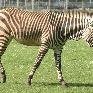 Hartmann's mountain zebra; Marwell; 25th June 2008