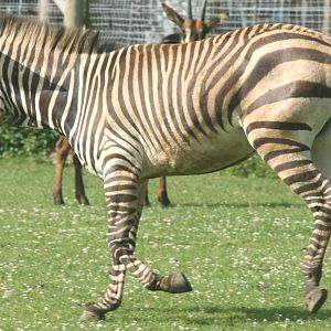 Hartmann's mountain zebra; Marwell; 25th June 2008