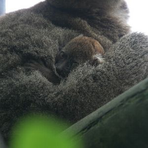 Zoo d'Asson - baby Greater bamboo Lemur