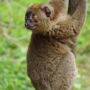 Zoo d'Asson - Prolemur simus