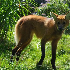 Zoo d'Asson - Maned wolf