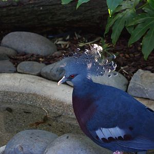 Zoo d'Asson - Crowned pigeon at close