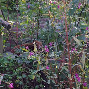 Zoo d'Asson - Lesser panda enclosure in summer