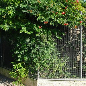 Zoo d'Asson - Loriqueet house