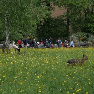 Zoo d'Asson - walk through enclosure