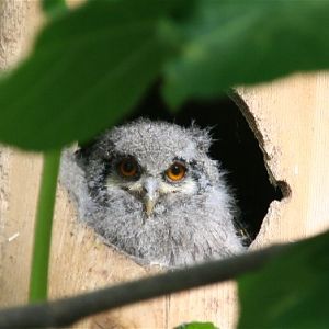 Zoo d'Asson - Ptilopsis leucotis chick