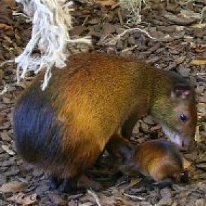 Zoo d'Asson - young Hairy - rumped aguti