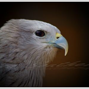 Brahminy Kite