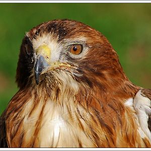 Red Tailed Hawk