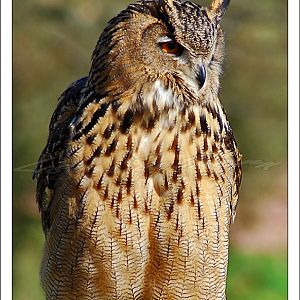 Eagle Owl