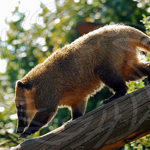 Ringed Tailed Coati