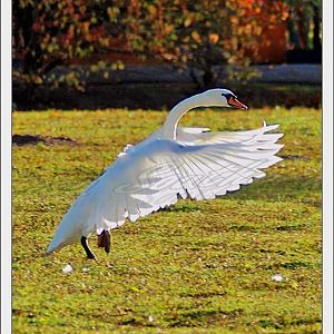 Mute Swan
