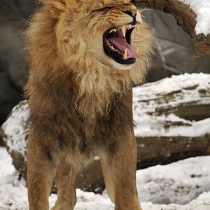 Lion at Hagenbeck
