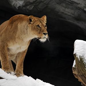 Lioness at Hagenbeck