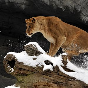 Lioness at Hagenbeck