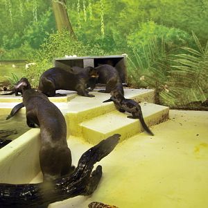 Gigant otters at Hagenbeck