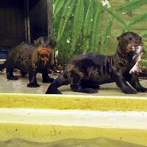 Gigant otter babys at Hagenbeck