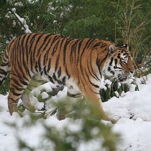 Amur Tiger 21 Dec 2009
