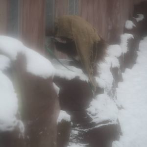 Tiga 21 December 2009