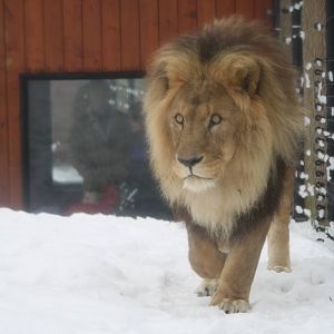 Subu 21 December 2009