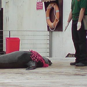 Sealion show