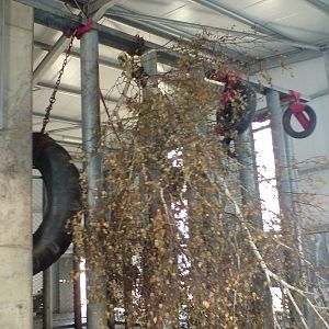 Enrichment for Emmet