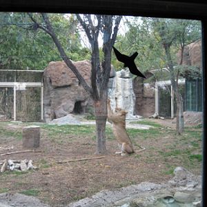 lion exhibit