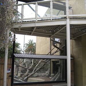 lion-tailed macaque exhibit