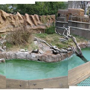 spot-necked otter exhibit