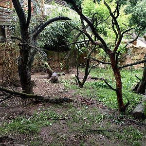 Duisburg Zoo - Australia (Wombats)